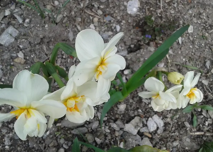 Forsthof 度假居 *